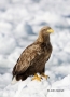 White-tailed-Eagle;White-tailed-Sea-Eagle;Sea-Eagle;Haliaeetus-albicilla;Japan;b